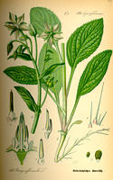 Borage Seed (Borago officinalis)
