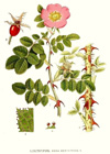 Rosehip, Organic (expired - suitable for soap making)