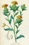 Safflower (expired - suitable for soap making)