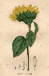 Sunflower (expired - suitable for soap making)