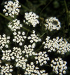 Aniseed, Spanish Pimpinella anisum , 25ml - Click Image to Close