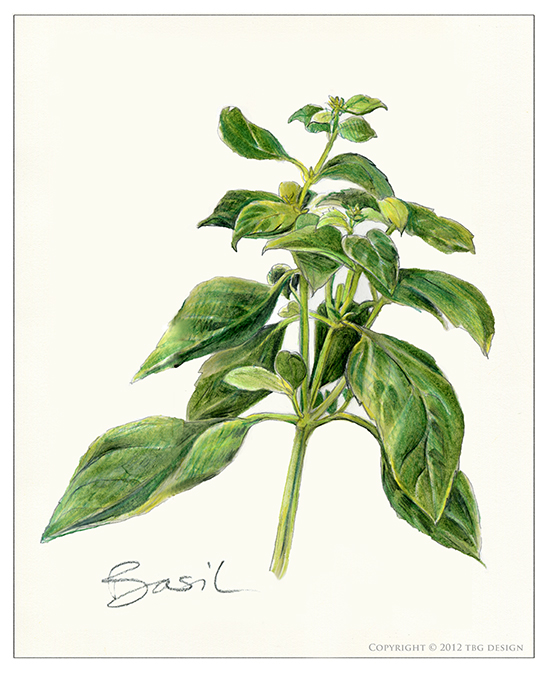 Basil, Sweet Ocimum basilicum