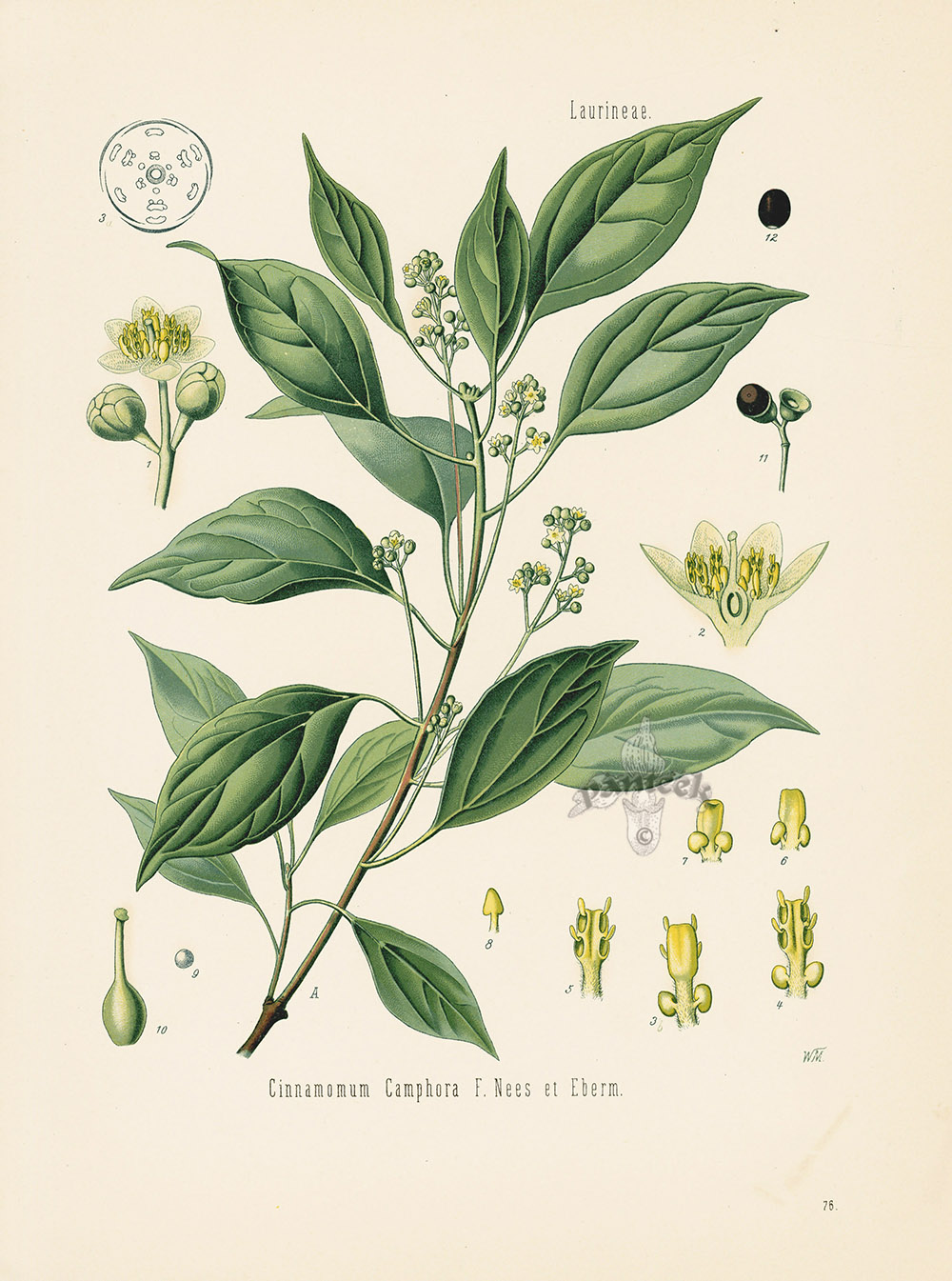 Camphor white Cinnamomum camphora