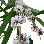 Fragonia Adonis fragrans