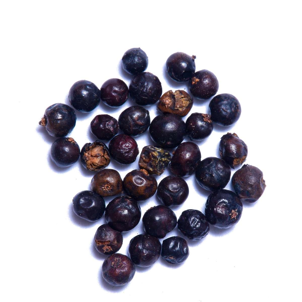 Juniper Berry Juniperus communis