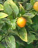 Lemon Citrus limonum