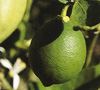 Lime, Distilled Citrus aurantifolia
