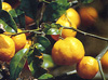 Mandarin Citrus reticulata