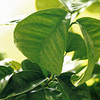 Petitgrain Citrus aurantium - Click Image to Close