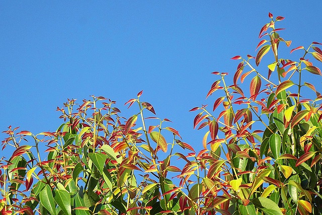 Cinnamon Leaf Cinnamomum zeylanicum - Click Image to Close