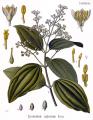 Cinnamon Leaf Cinnamomum zeylanicum