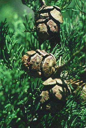 Cypress Cupressus sempervirens